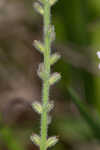 Carolina false vervain